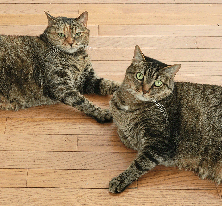 Office cats Ralphie and Alice