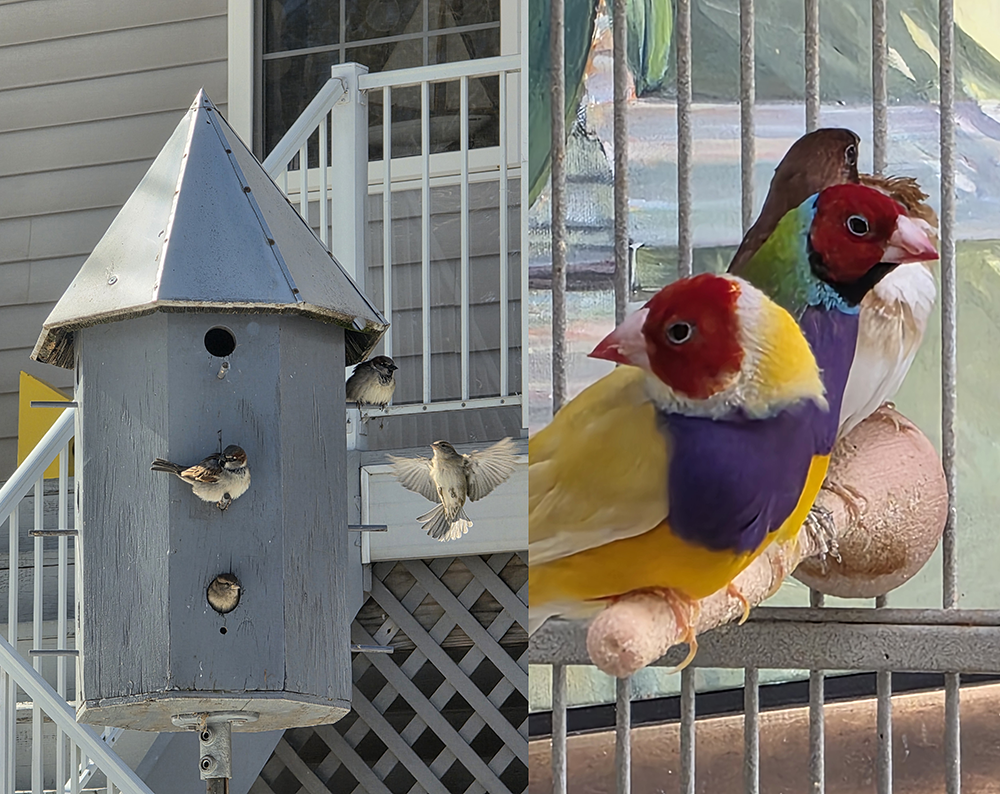 Indoor and outdoor birds